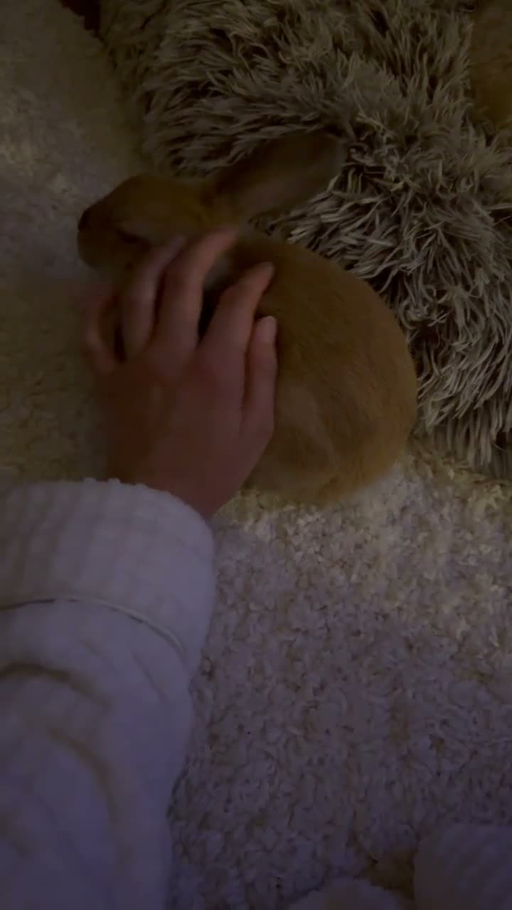 Netherland Dwarf rabbits for sale: 12 week Dwarf bunny  - Video 2
