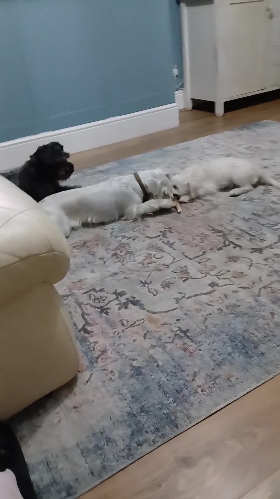 Miniature Schnauzer dogs for sale: Adorable white schnauzer puppy- - Video 4