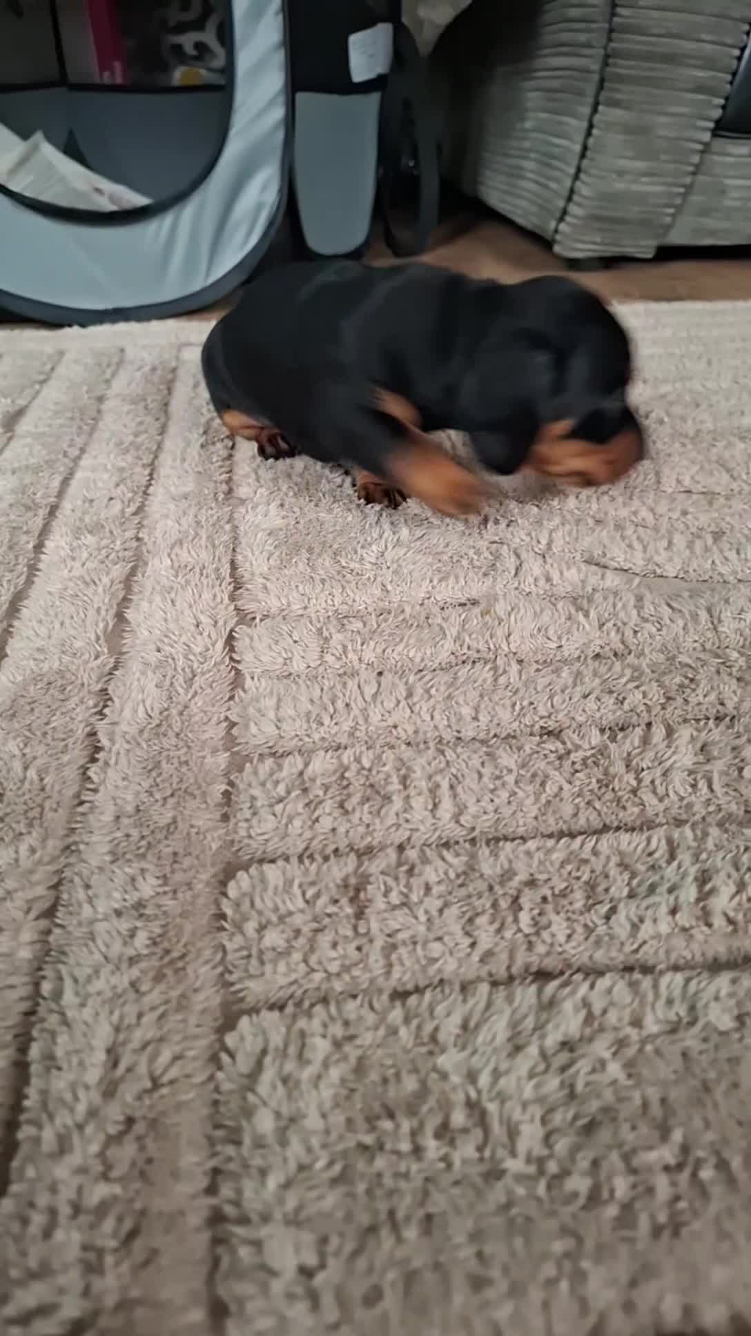 Miniature Dachshund dogs for sale: Miniature Dachshunds  - Video 2