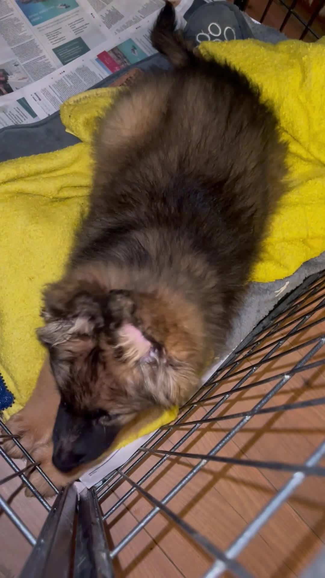 German Shepherd dogs for sale: German Shepherd MALE - Huge  - Video 3