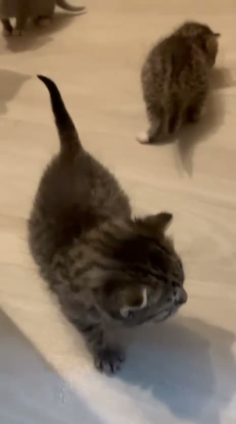 Mixed Breed cats for sale: British shorthair mix/ tabby cross kittens  - Video 1