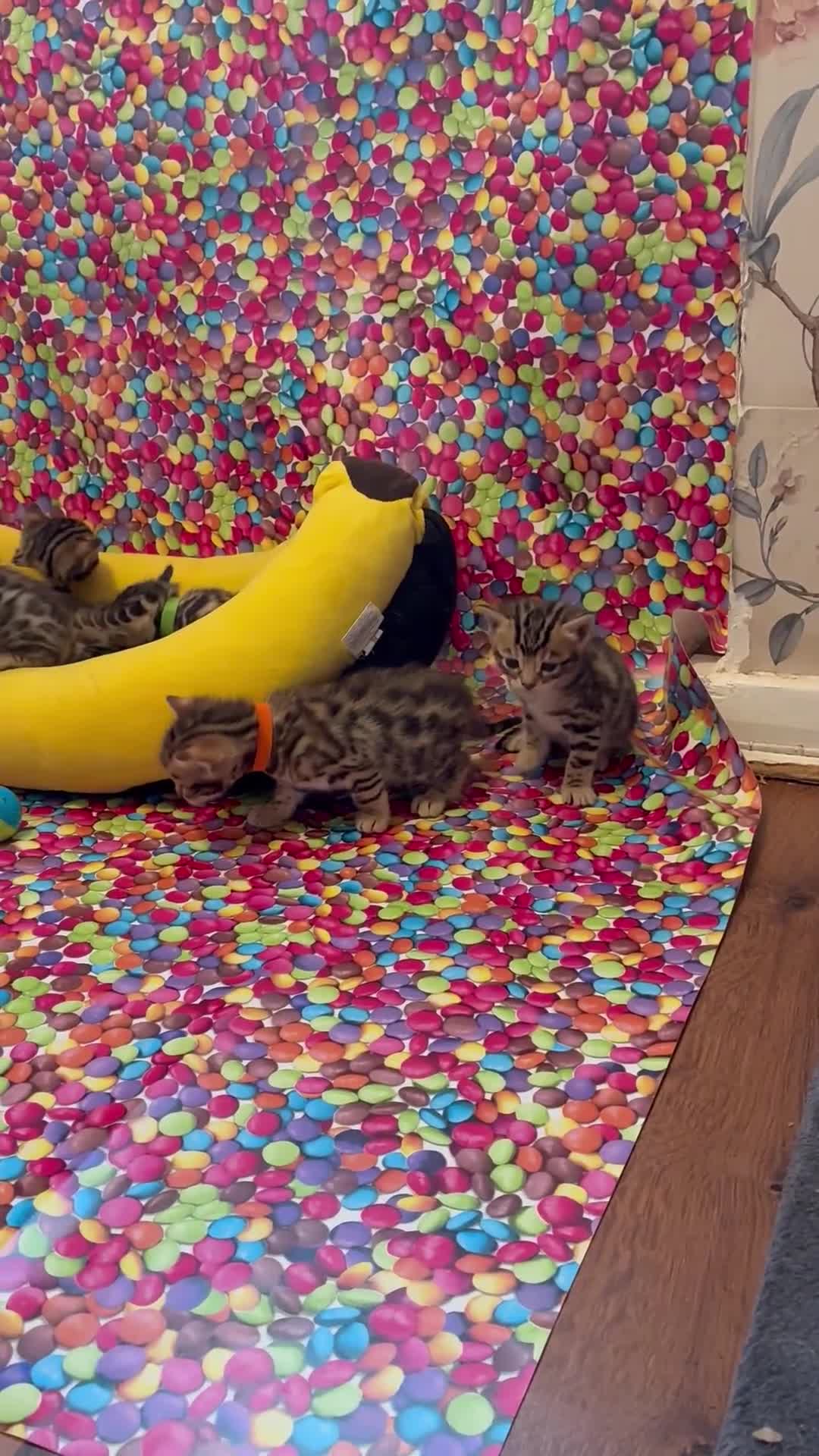 Bengal cats for sale: Amazing Bengal kittens  - Video 1