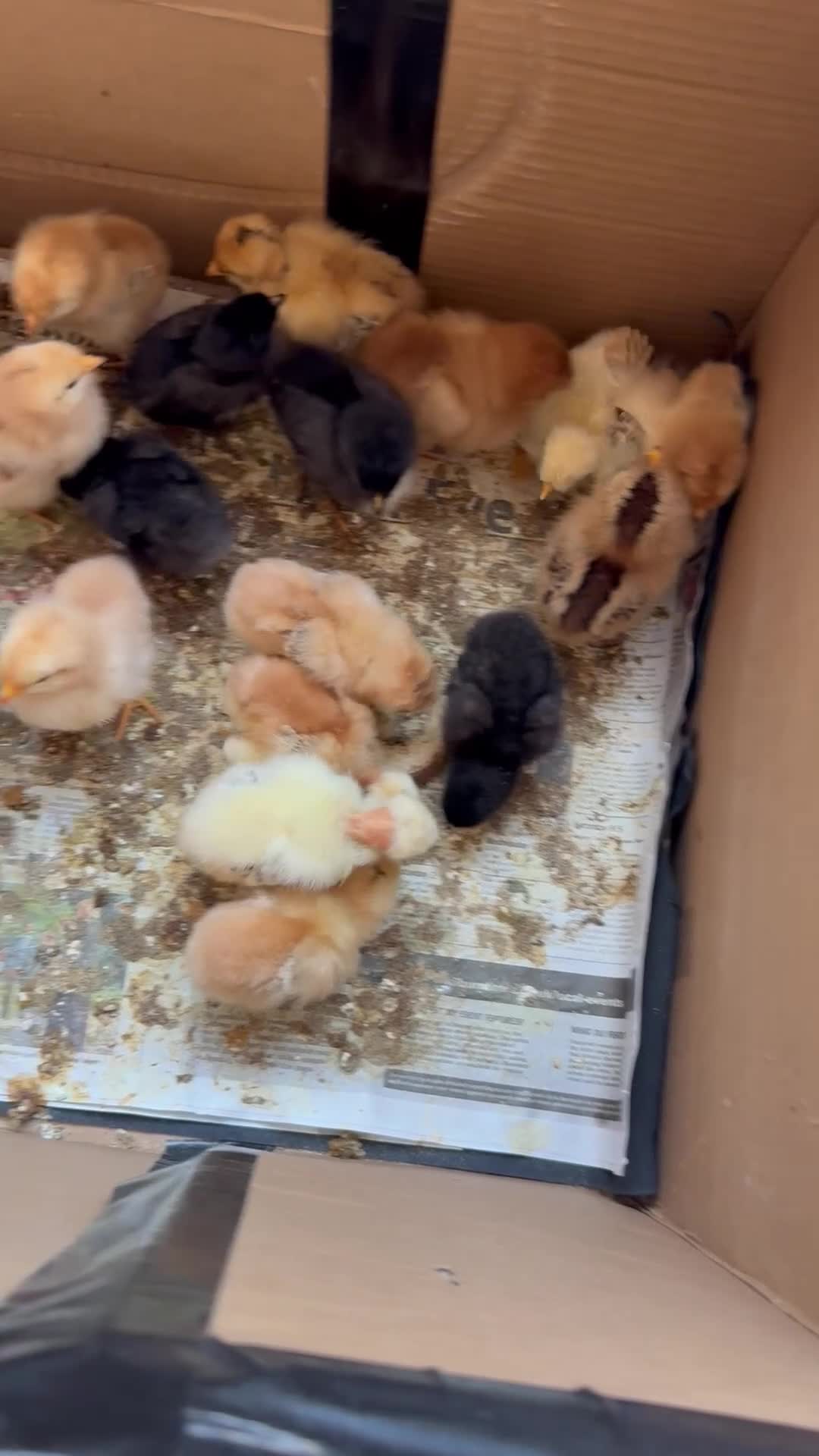 Chickens poultry for sale: Mixed breeds due on 05/05/26 in Wembley - Video 1