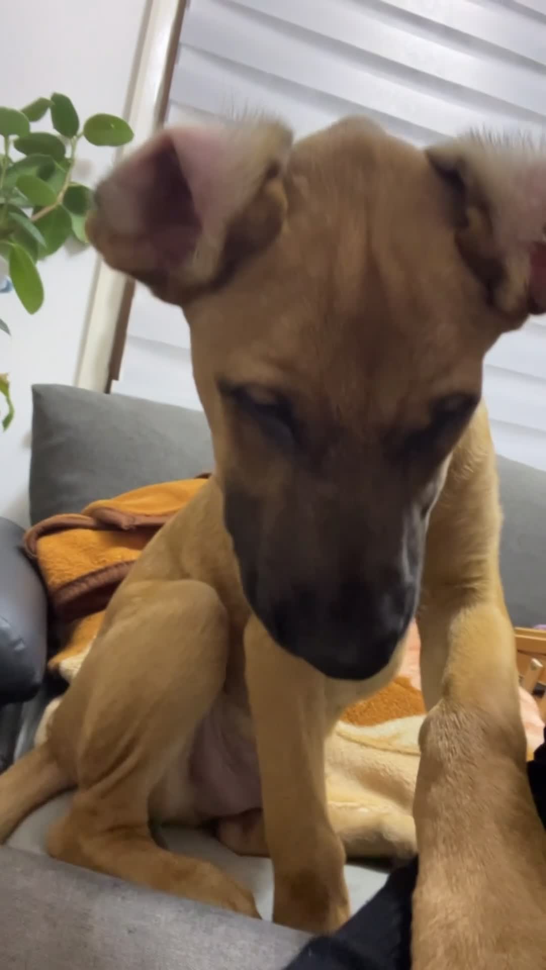 Belgian Shepherd Dog dogs for sale: Belgian Shepherd  - Video 1