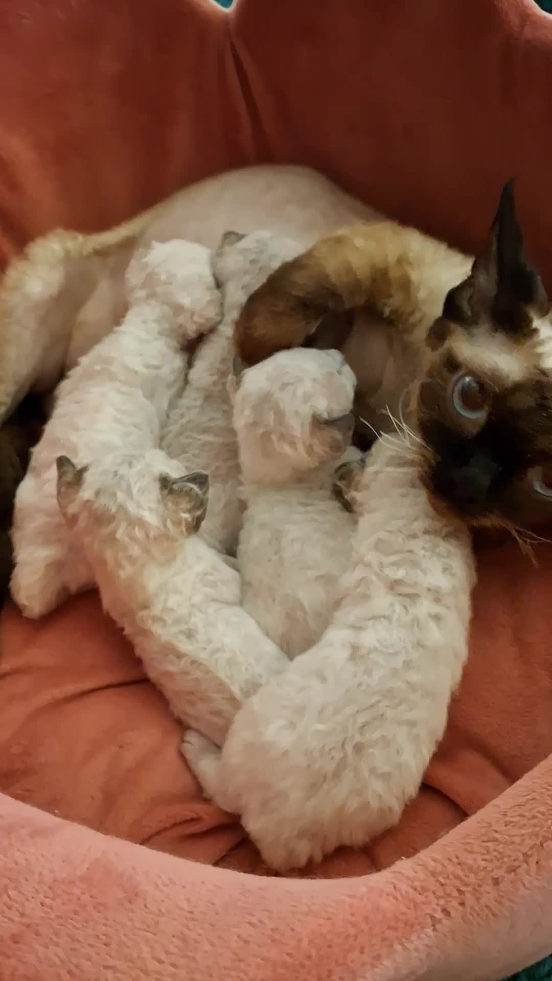 Devon Rex cats for sale: Devon Rex Kittens – FIFe Registered Pedigree - Video 1