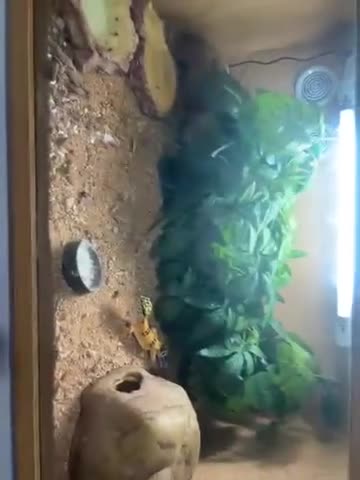 Leopard Gecko reptiles for sale: leapard gecko full set up  in Ipswich - Video 1
