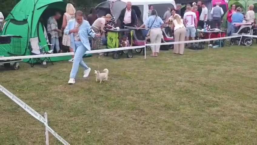 Chihuahua dogs for sale: Chihuahua Longhair Europe PL in Telford - Video 2