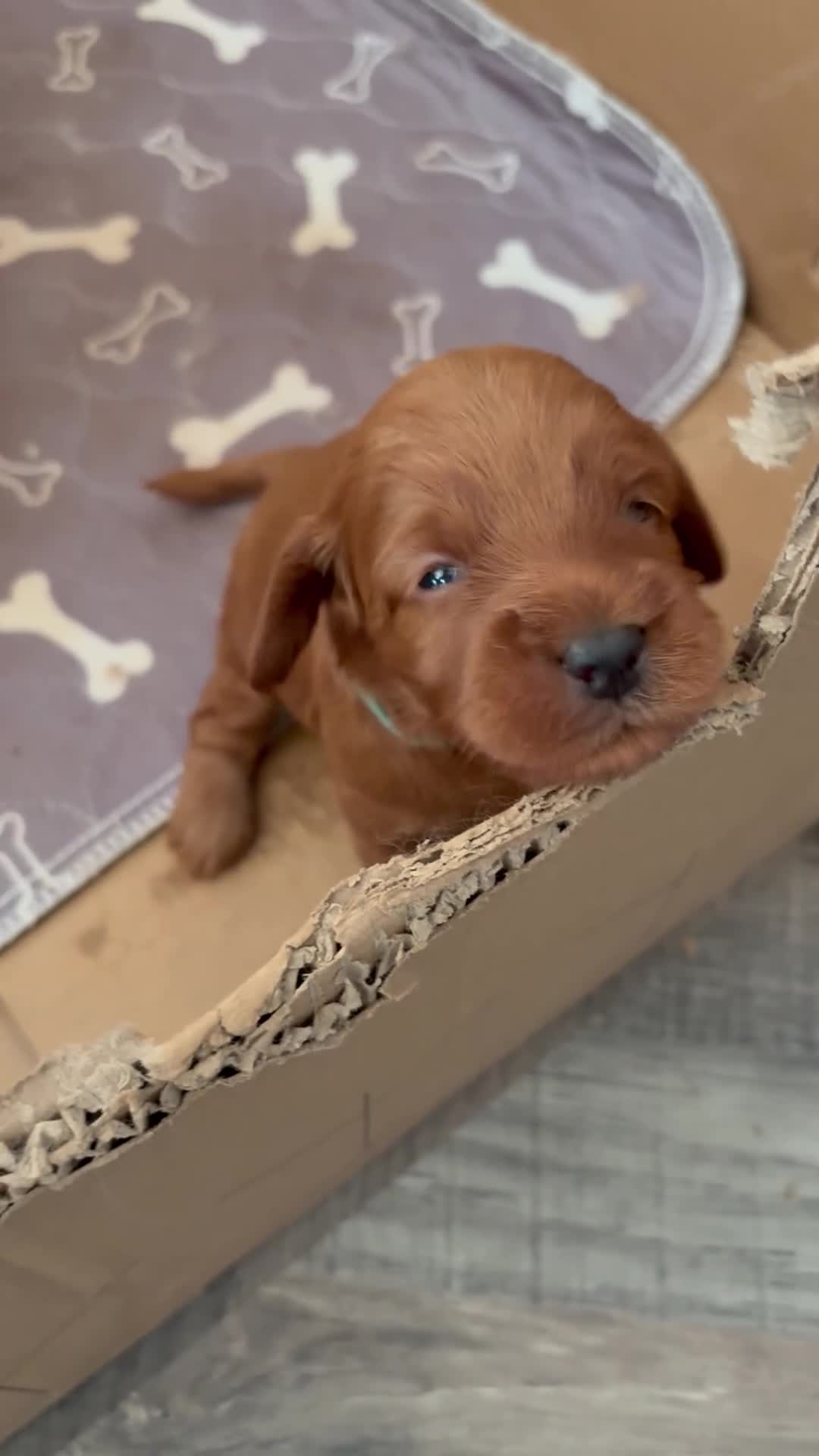 Cockapoo dogs for sale: F1B miniature cockapoo puppies. - Video 5