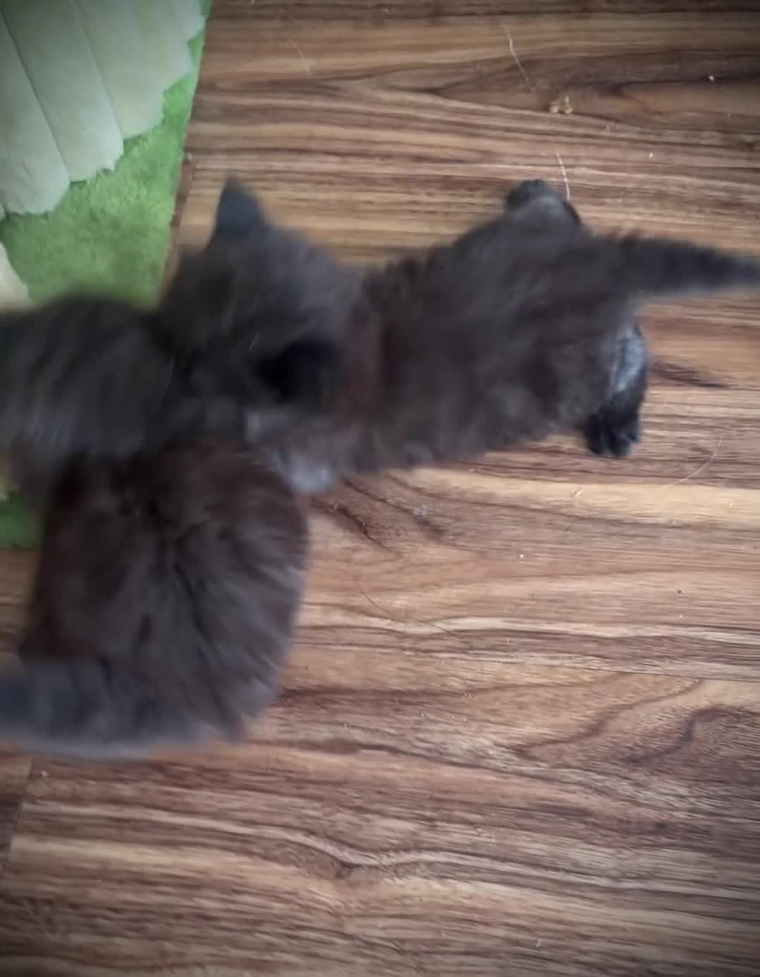 Mixed Breed cats for sale: Beautiful Himalayan cross Ragdoll kittens. - Video 4