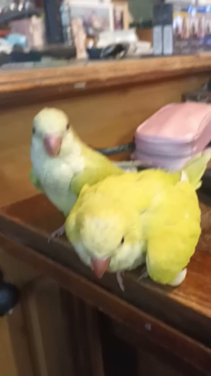 Parrots birds for sale: Beautiful super friendly Quaker parrot chicks - Video 4