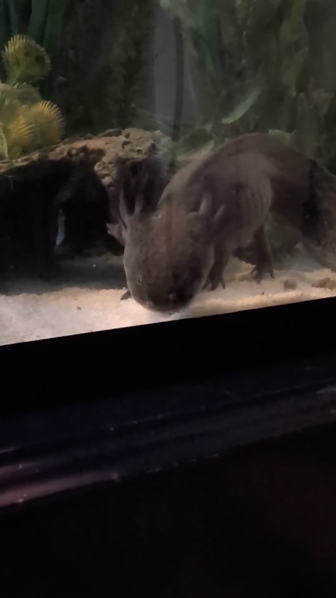 Other/Mixed Breed fish for sale: Beautiful Bellatrix the Axolotl  - Video 1