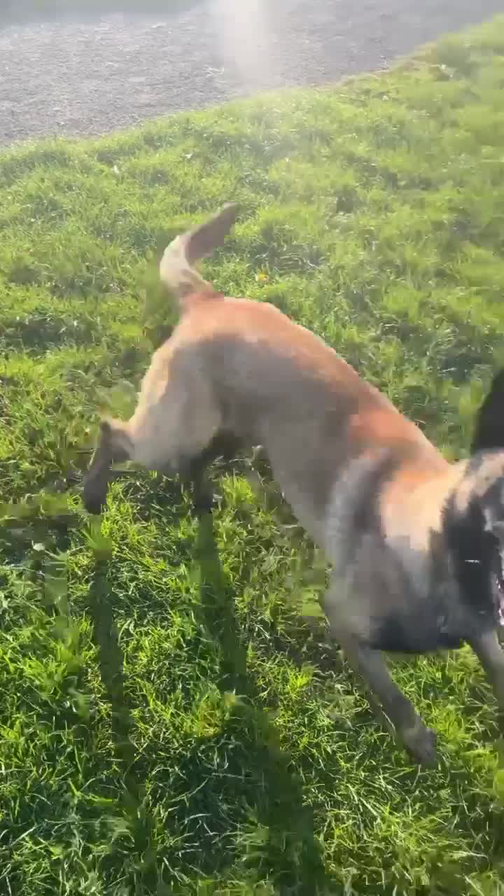 Belgian Shepherd Dog dogs for sale: Belgian Malinois - Whiskey - Video 2