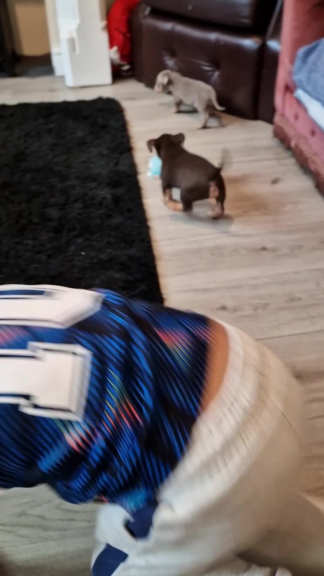 Jack Russell dogs for sale: Beautiful Muchwenlock Jack Russell puppies - Video 2