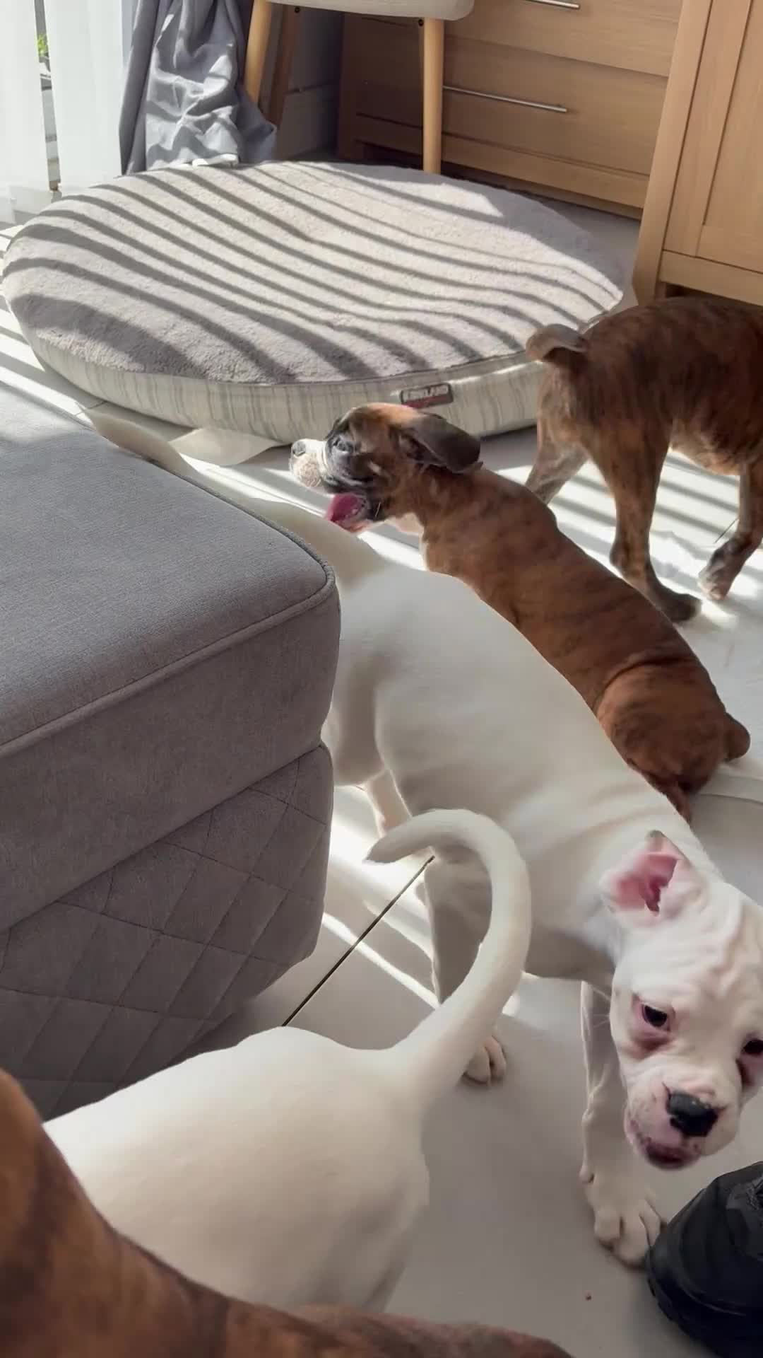 Boxer dogs for sale: boxer puppies for sale ***READY TO LEAVE NOW*** - Video 1