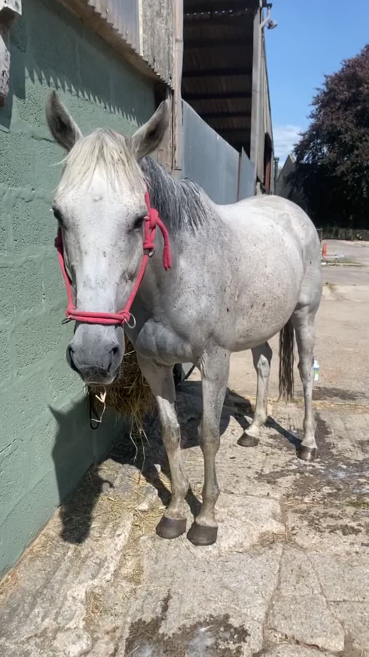 Irish Thoroughbred horses for sale: Irish thoroughbred  - Video 2