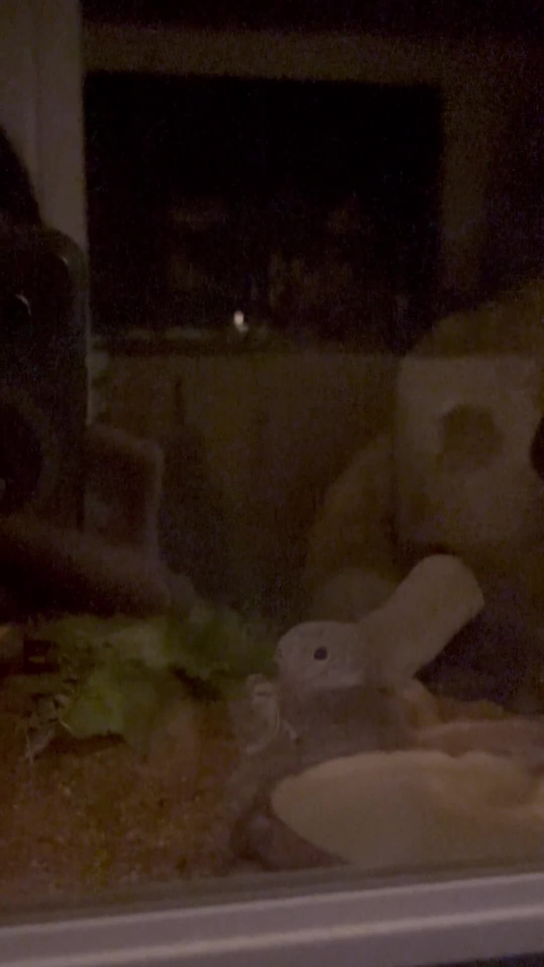 Gecko reptiles for sale: Leopard Gecko (With Tank and Accessories) - Video 1