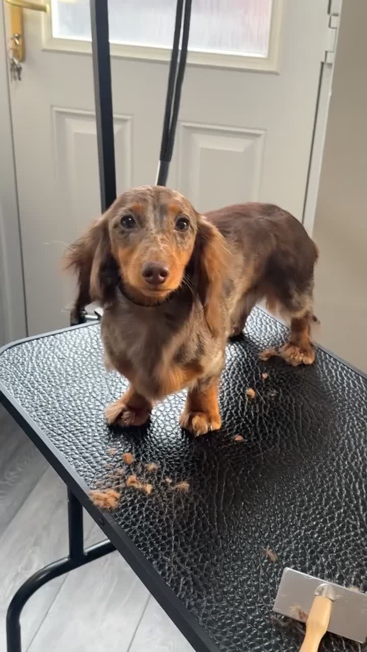 Miniature Dachshund dogs for sale: 🐾KC registered long-haired miniature dachshund 🐾 - Video 5