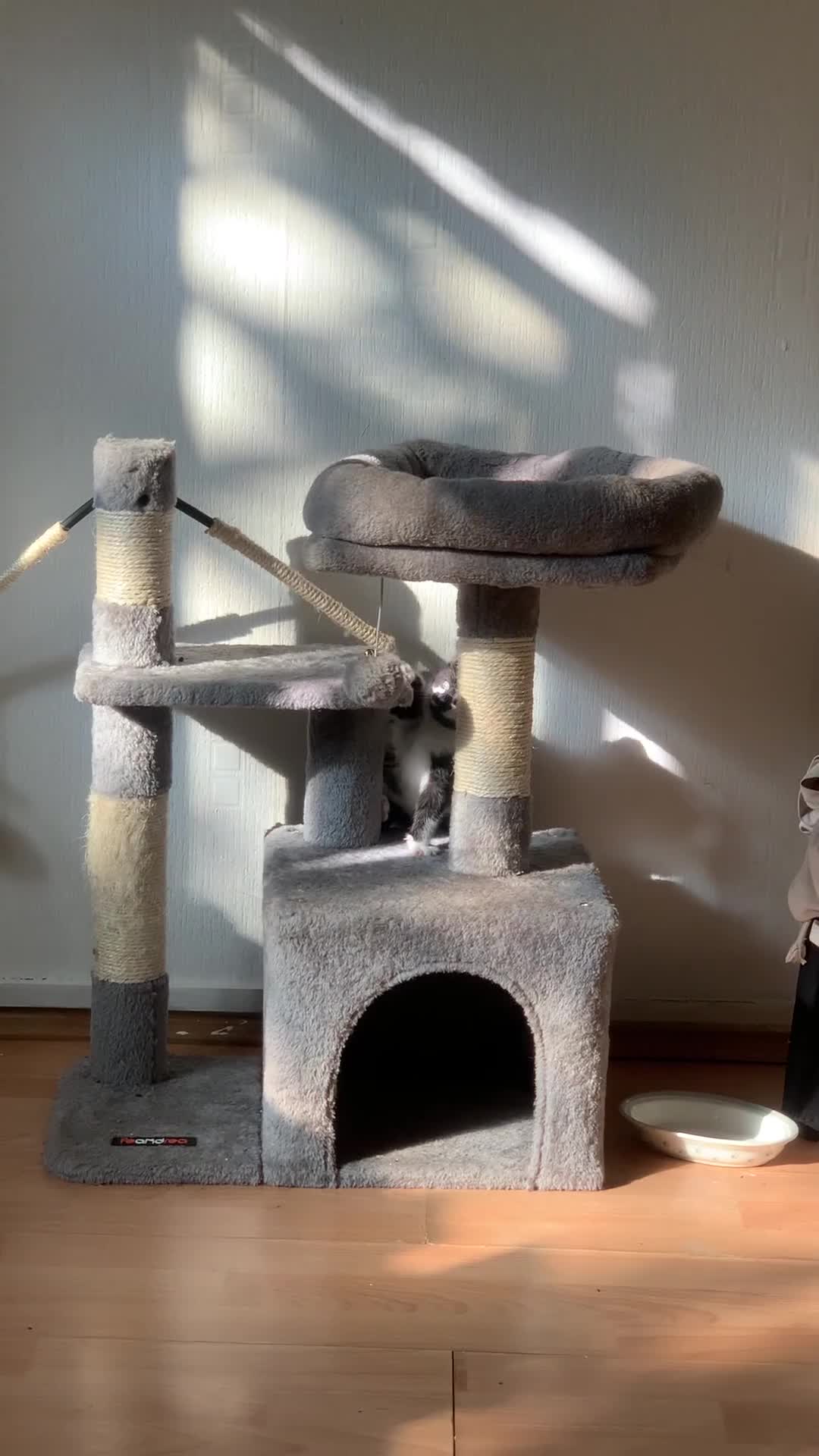 British Shorthair cats for sale: Black and white kittens ready for a new home - Video 1