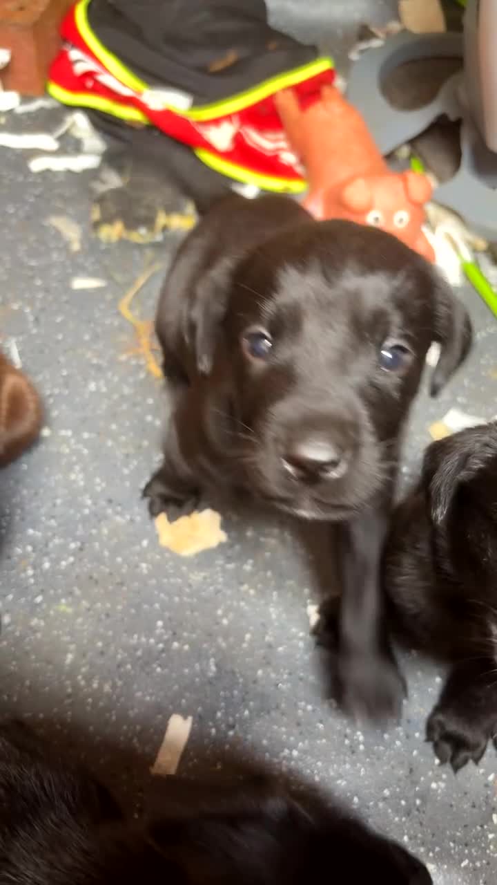 Labrador Retriever dogs for sale: Little beauty’s pup city  - Video 1