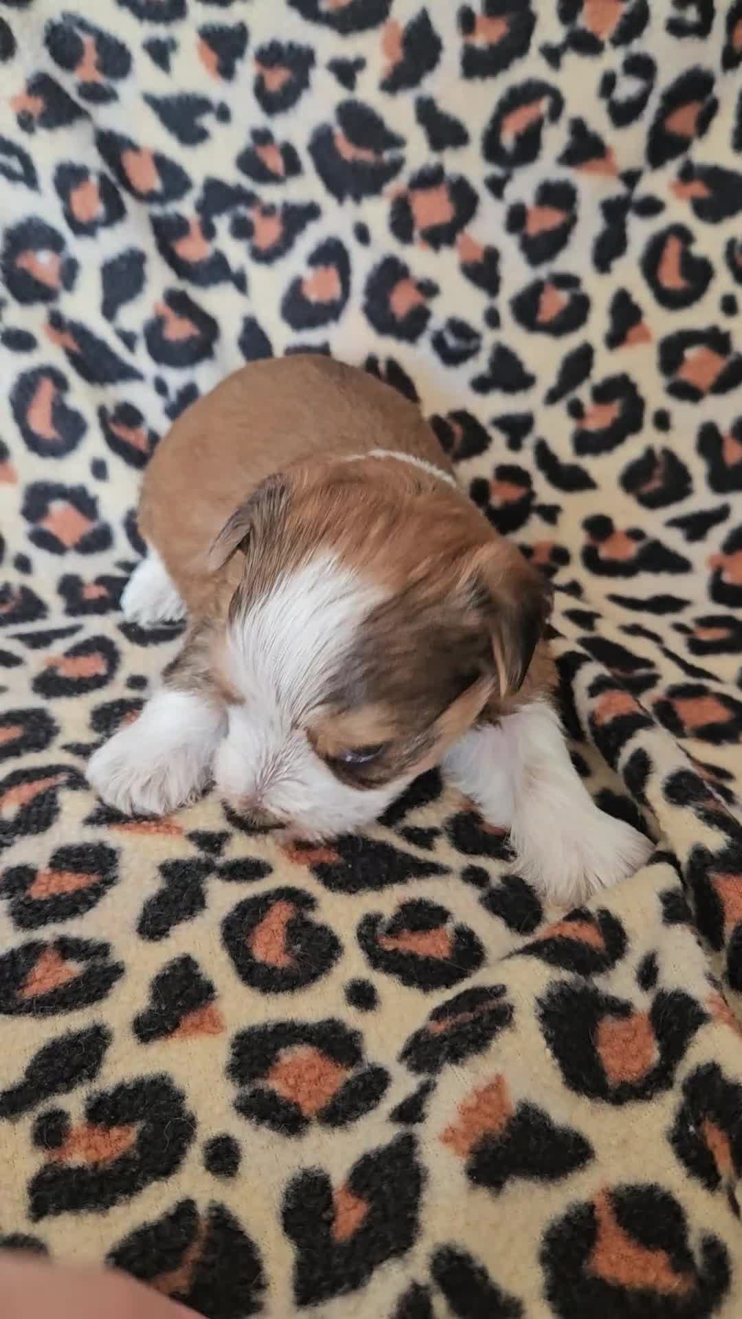 Yorkshire Terrier dogs for sale: DNA tested parents Biewer and Ocean Pearl puppies - Video 3