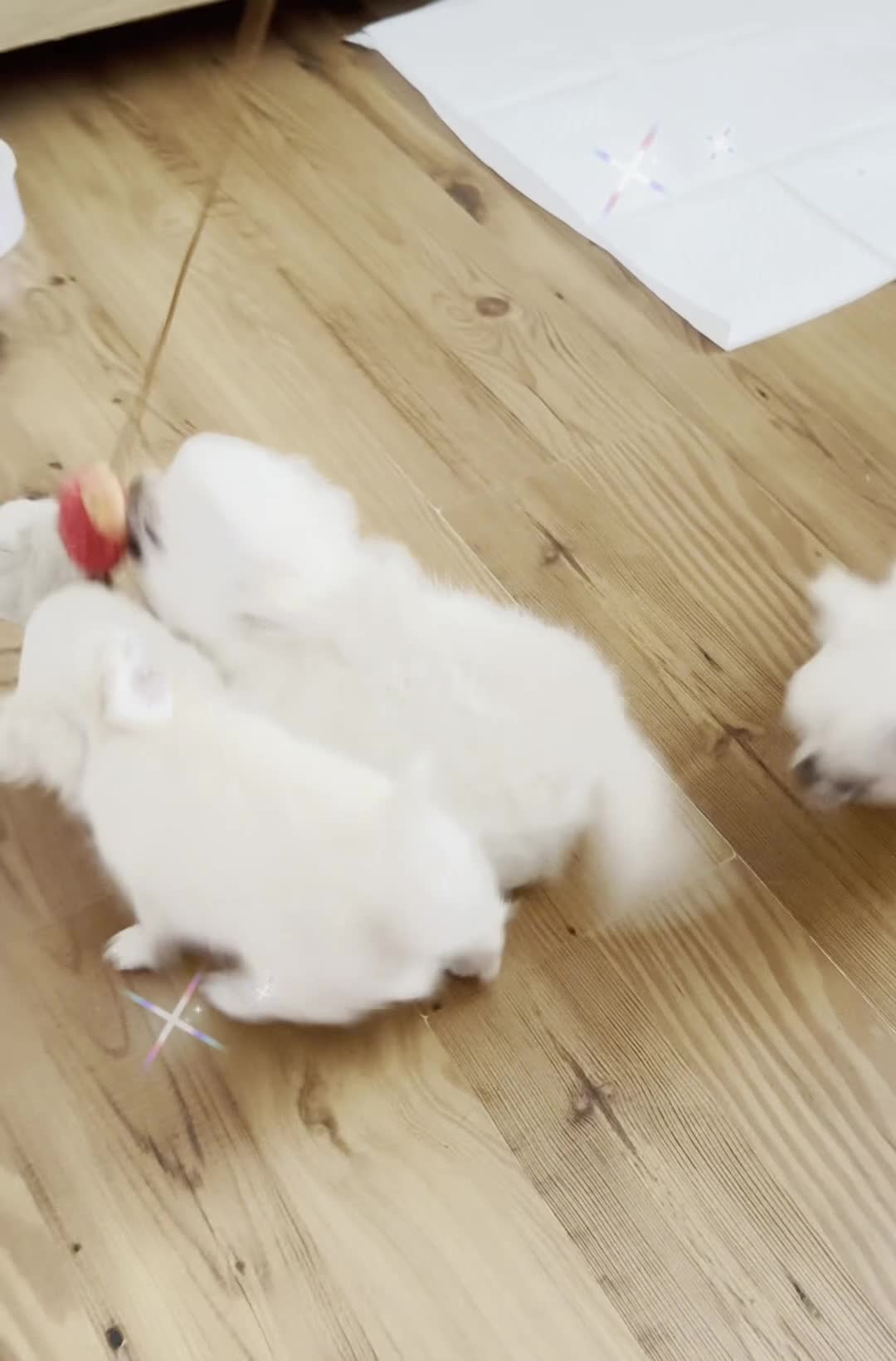 Chihuahua dogs for sale: KC quality chihuahua puppies LC Show line  - Video 1
