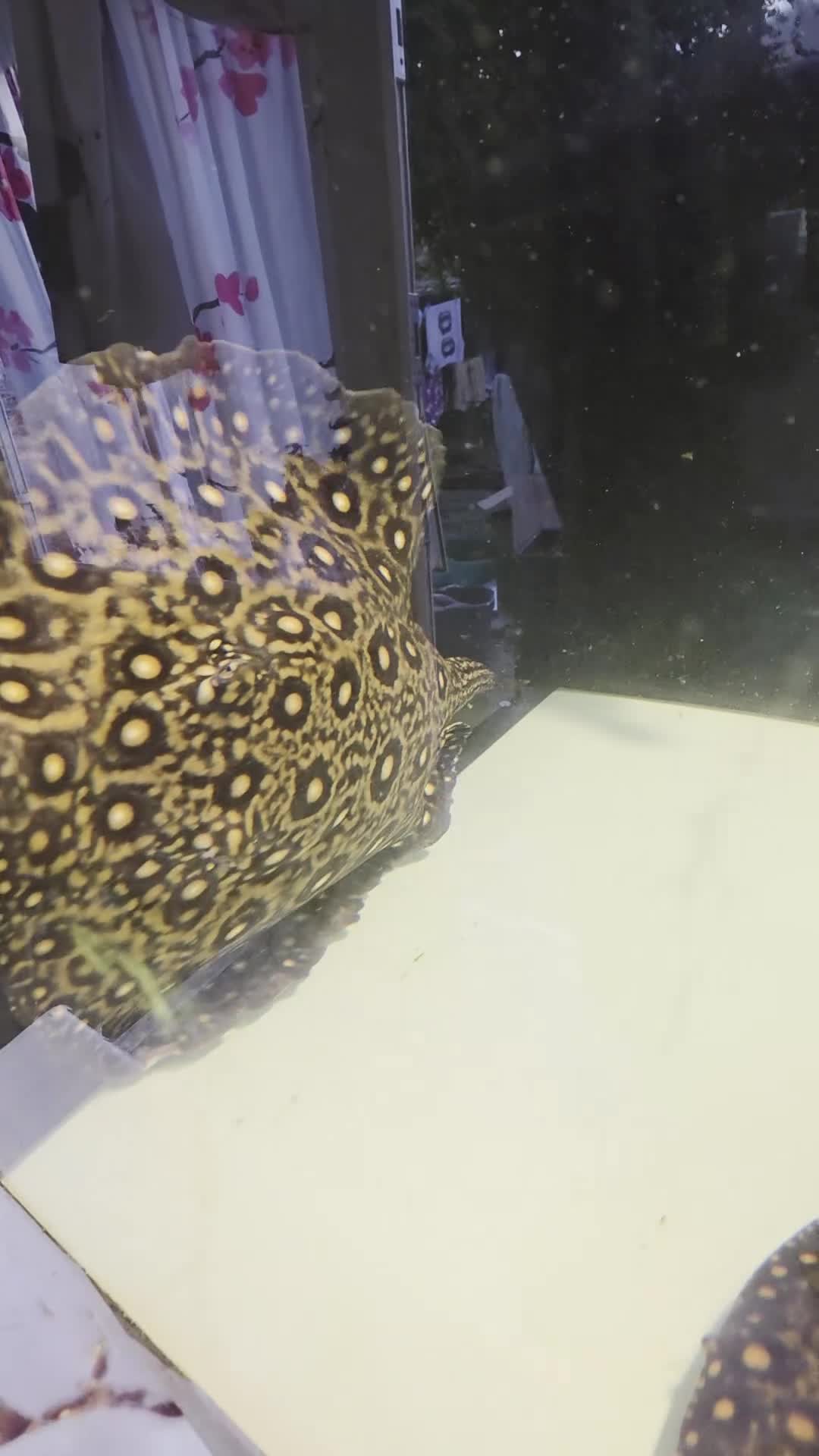 Other/Mixed Breed fish for sale: Trio of royal marble stingrays in Southampton - Video 1