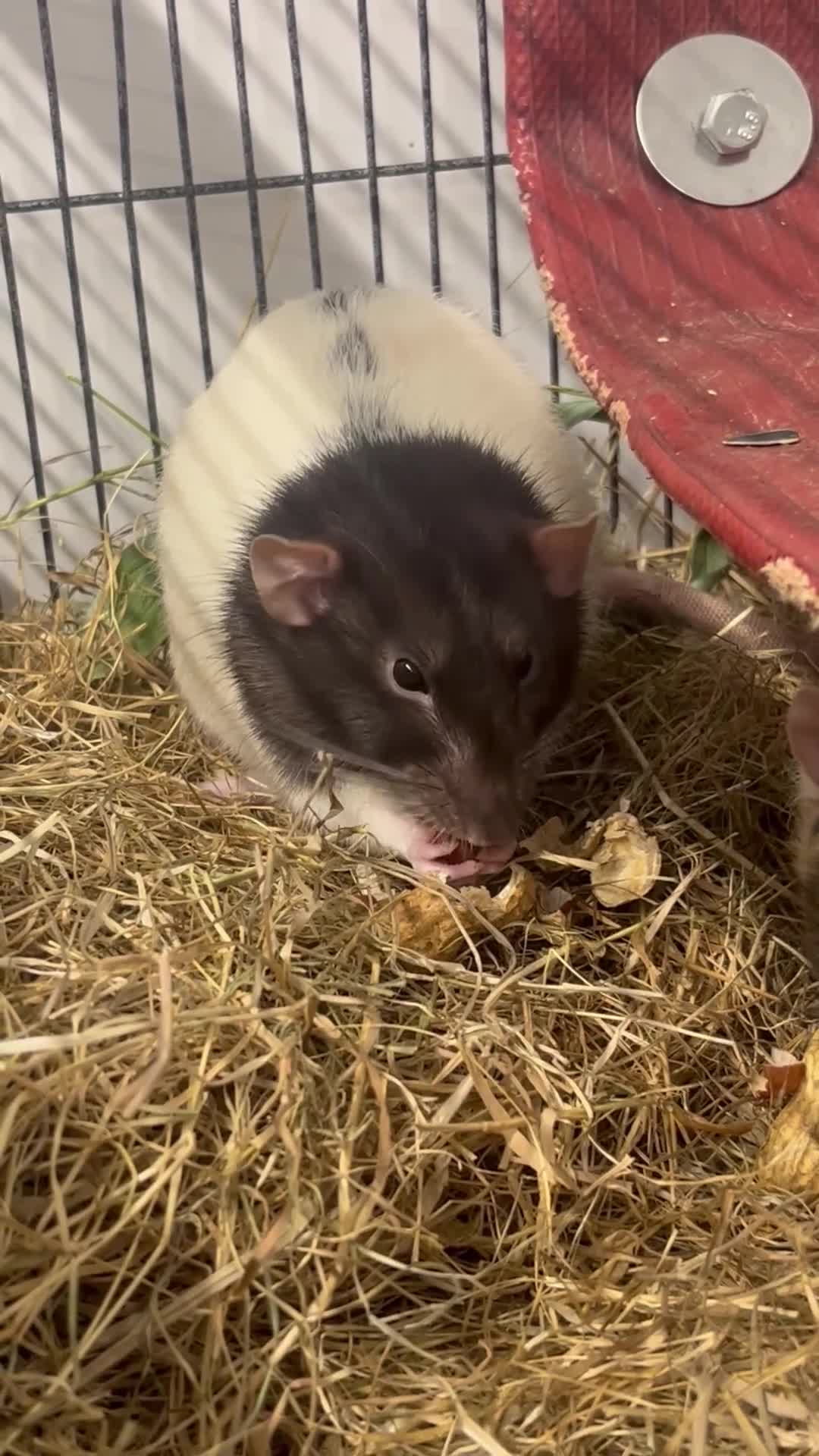 Rat rodents for sale: Two male rats  - Video 1