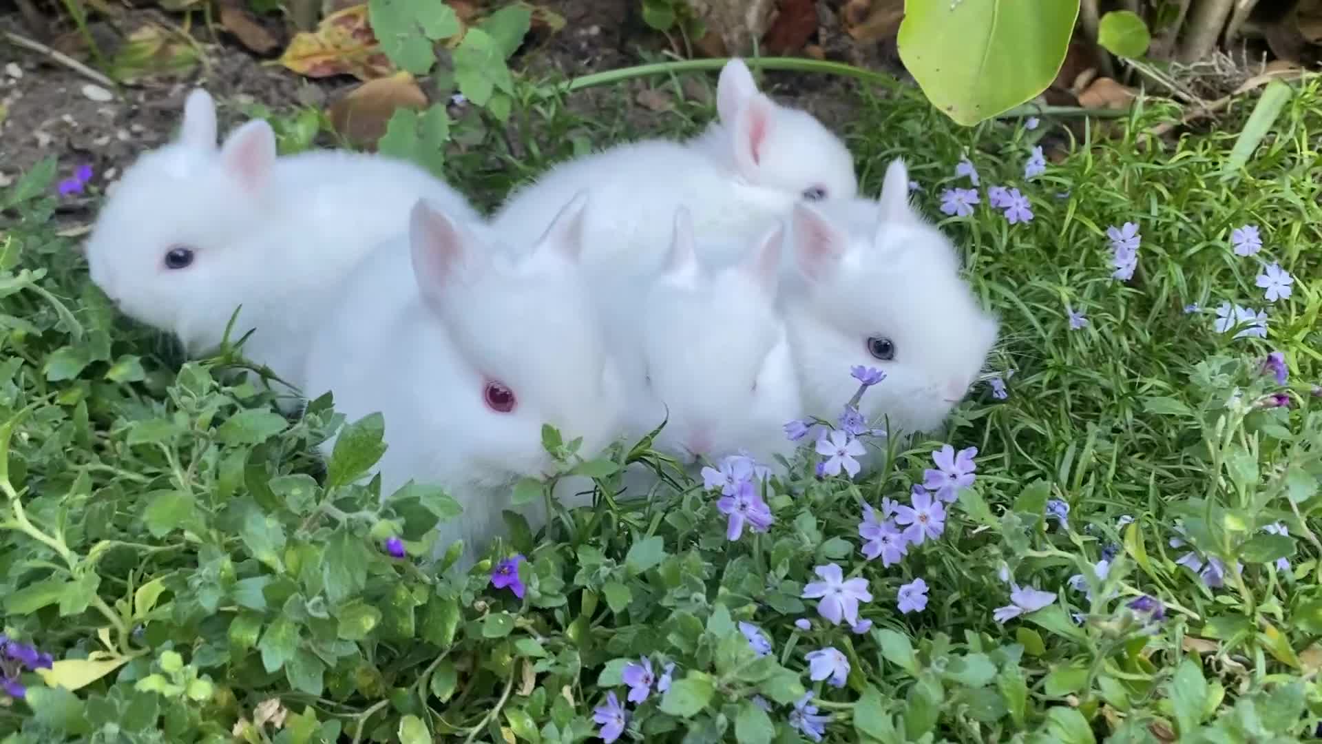 Netherland Dwarf rabbits for sale: Purebred Bunnies Netherland Dwarf - Video 2