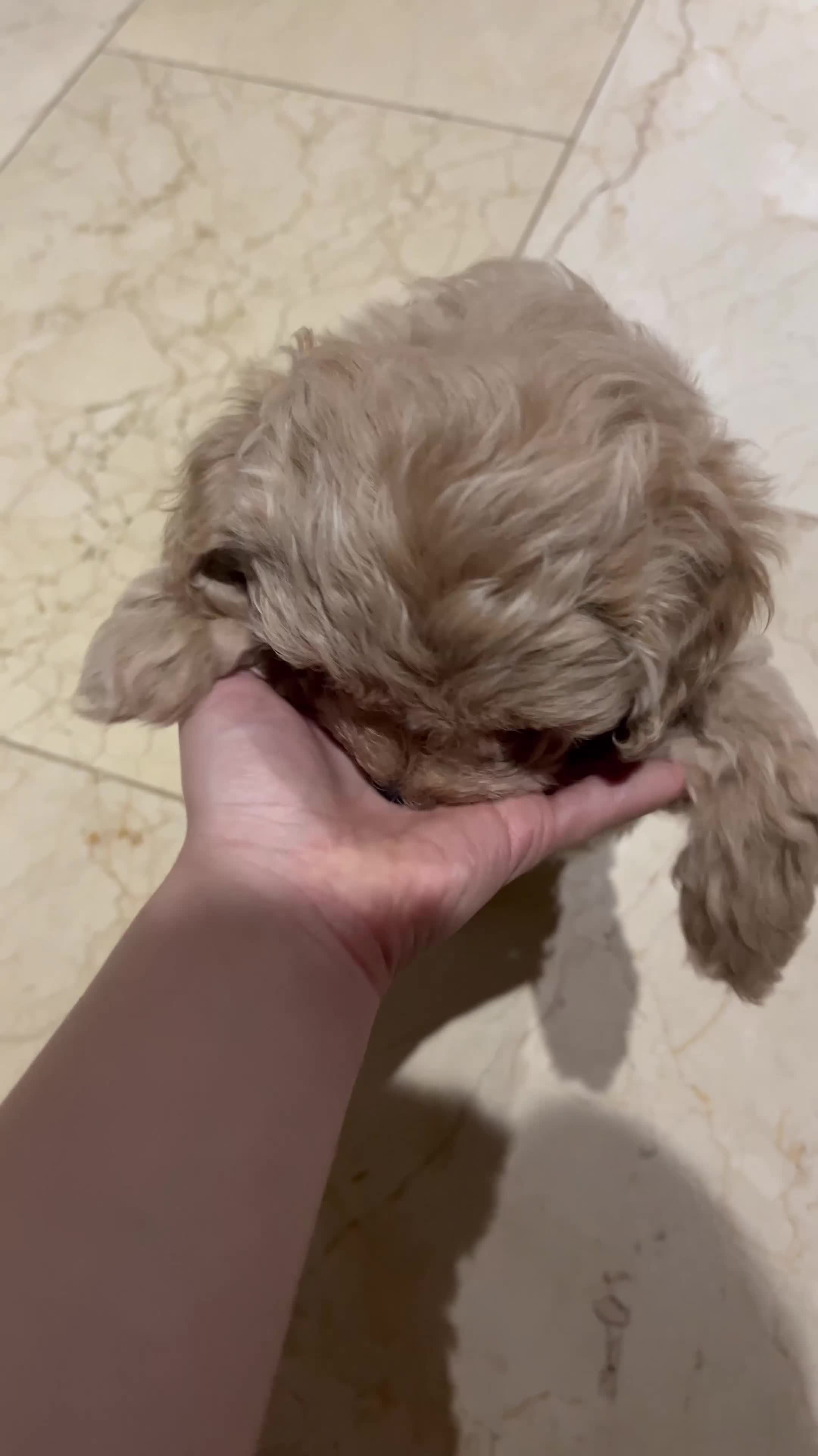 Maltipoo dogs for sale: Pure Maltipoo Puppies   - Video 1