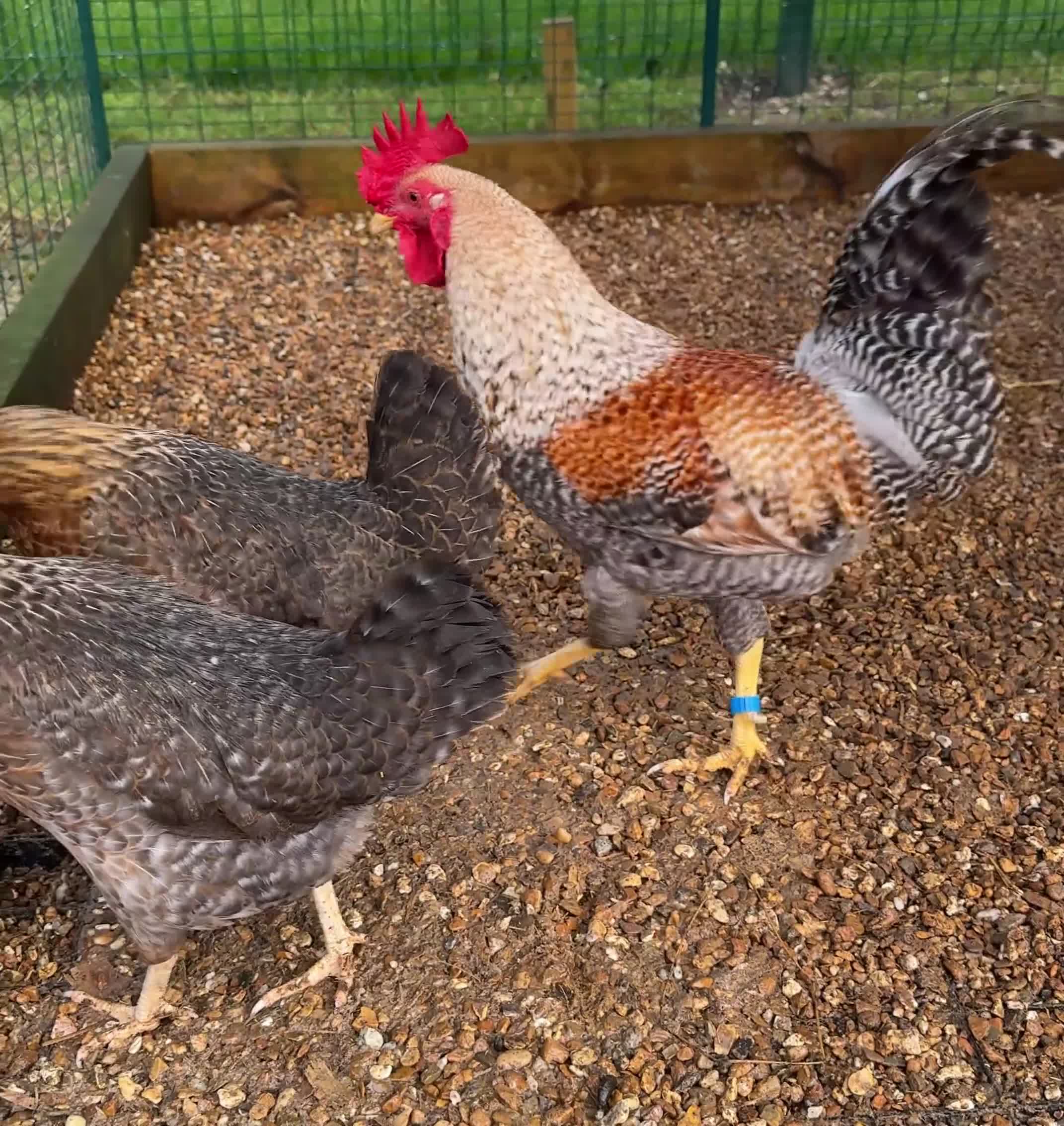 Chickens poultry for sale: Beautiful Trios of Bantams - Video 1
