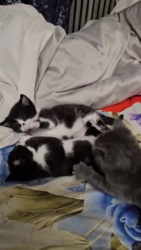 British Shorthair cats for sale: Cat  🤩 - Video 1