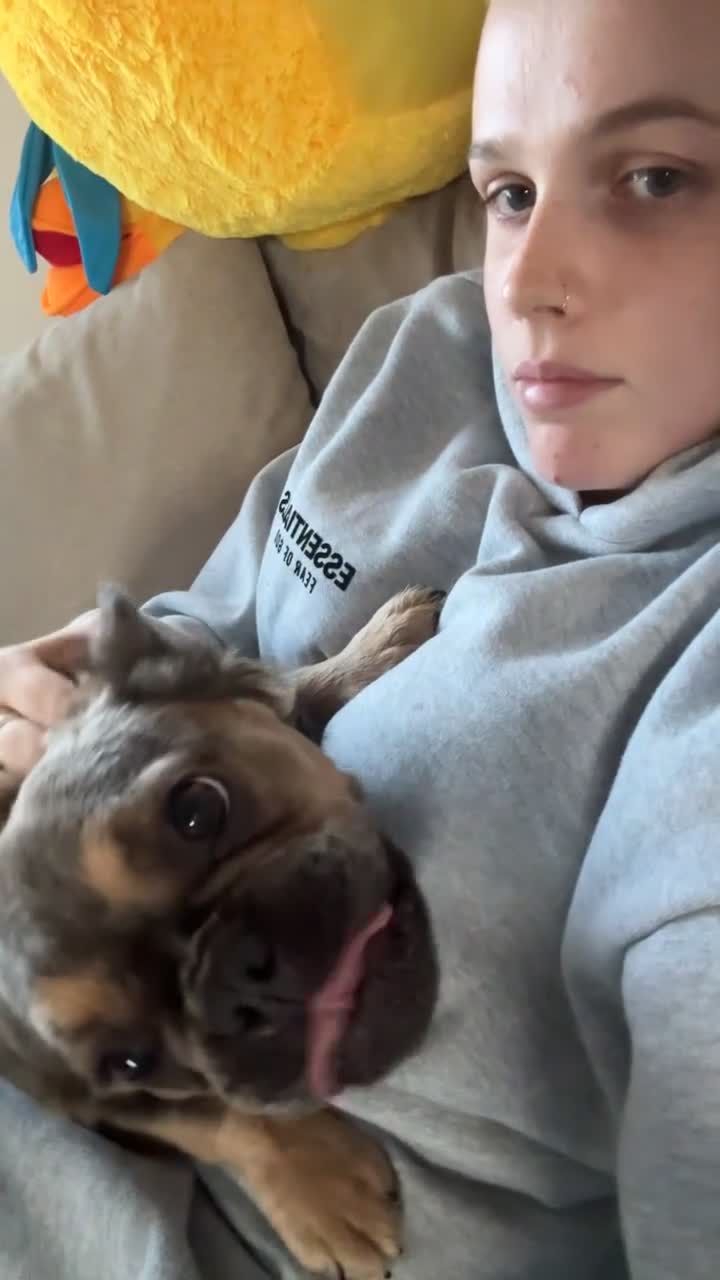 French Bulldog dogs for sale: Fluffy Frenchie - Video 1