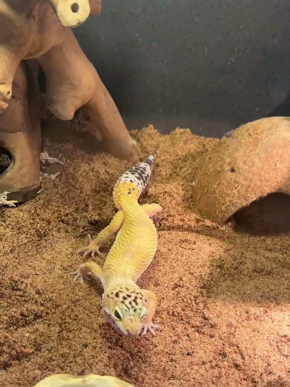 Leopard Gecko reptiles for sale: Female leopard gecko + viv in Warwick - Video 1