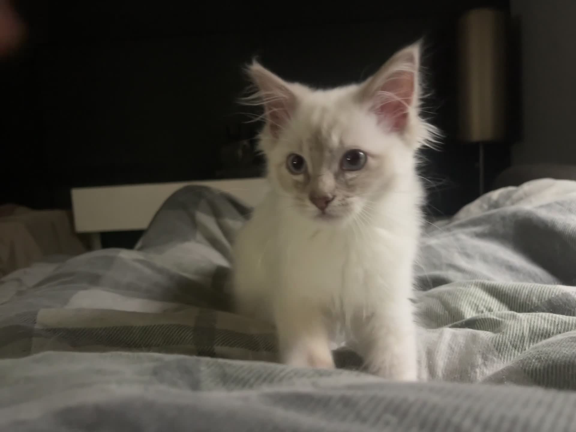 Ragdoll cats for sale: Lilac female ragdoll kitten - Video 1