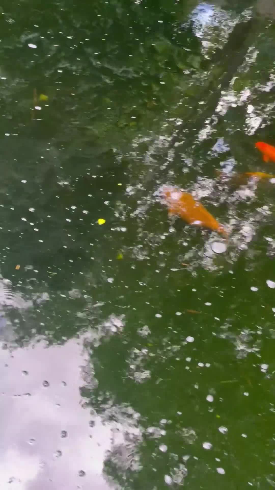 Pond Fish fish for sale: 5 koi fish - Video 1