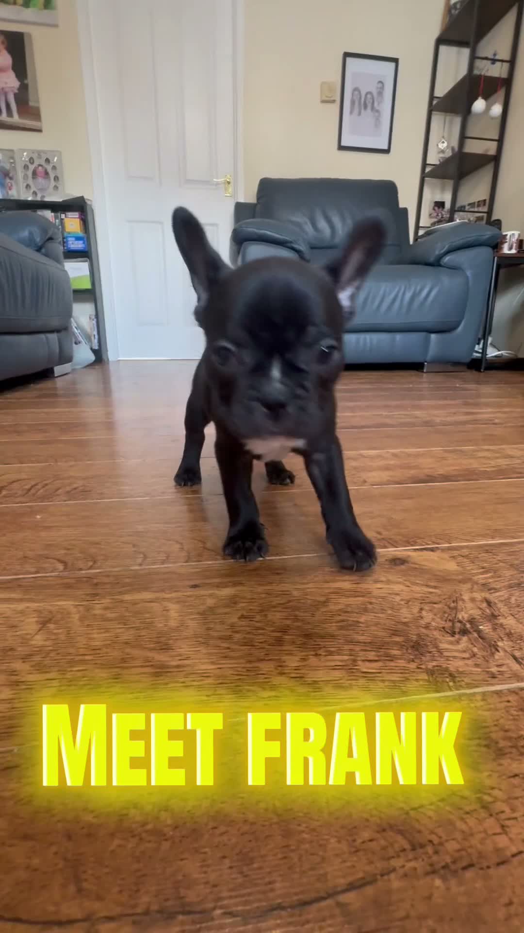 French Bulldog dogs for sale: French Bulldog Puppies - Video 1