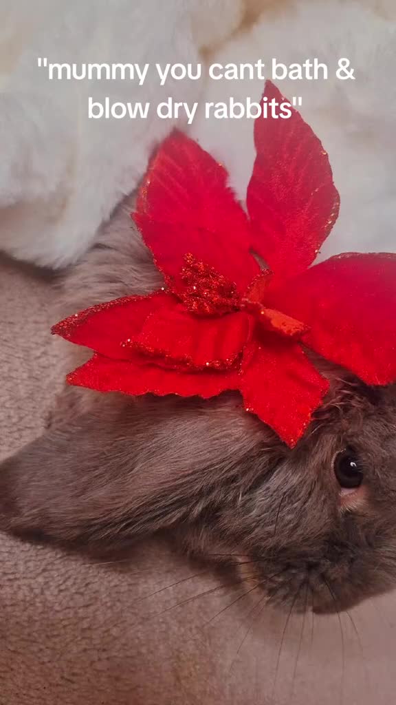 French Lop rabbits for sale: Long-Haired Pedigree French Lop GIANTS Elite Giant - Video 1