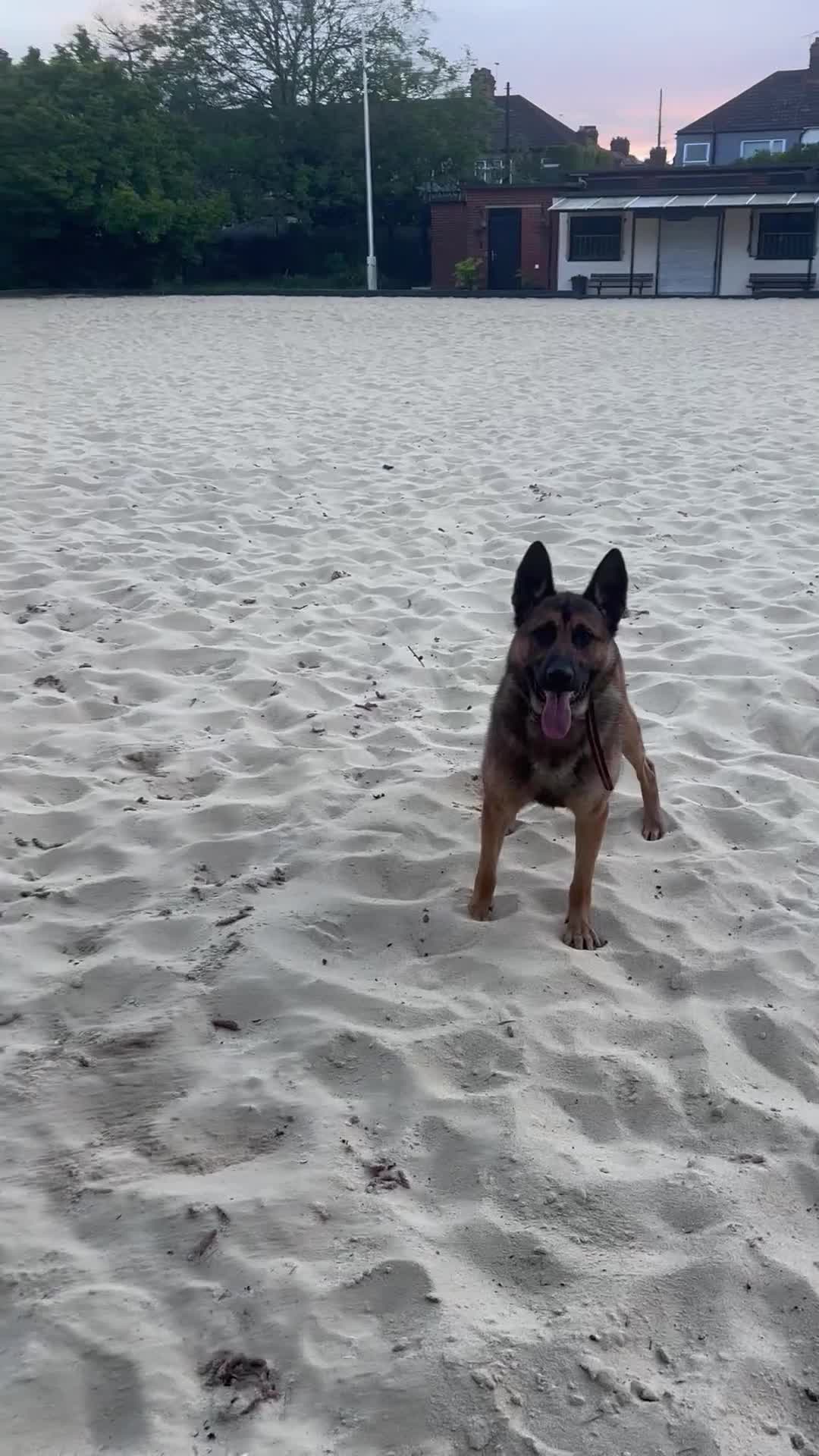 Mixed Breed dogs for sale: Simba  - Video 5