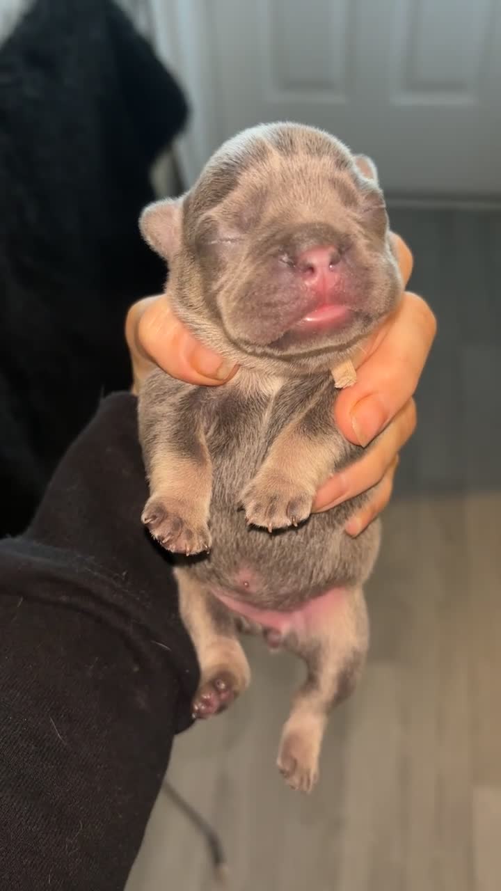 French Bulldog dogs for sale: Beautiful lilac and tan frenchie puppies  - Video 1
