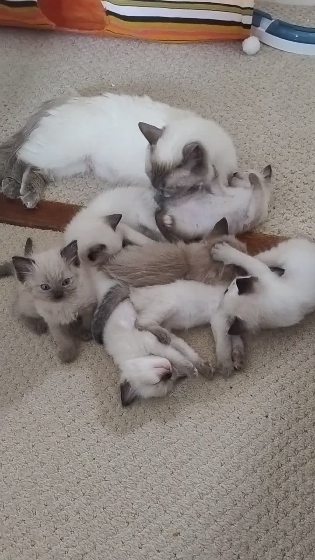 Ragdoll cats for sale: Pure bred Ragdolls need loving homes - Video 1