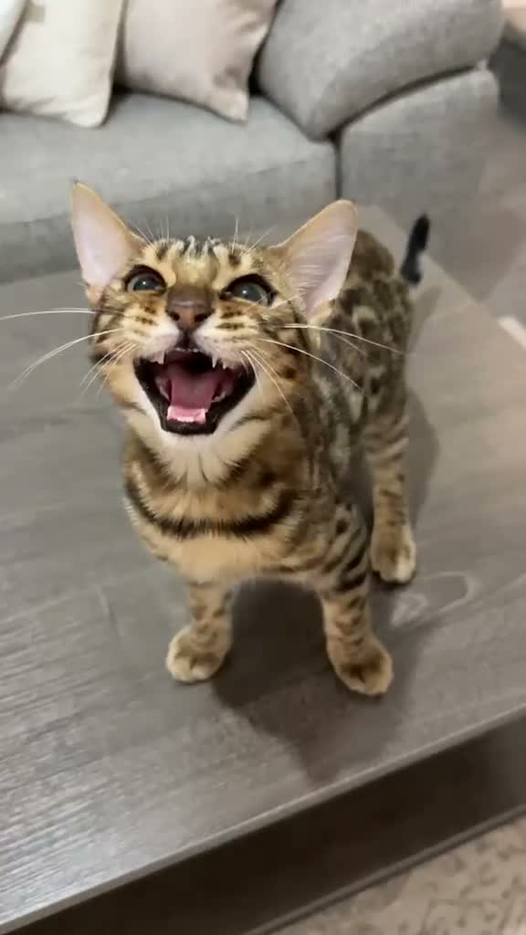 Bengal cats for sale: Full Breed Brown Bengal Girl  - Video 5