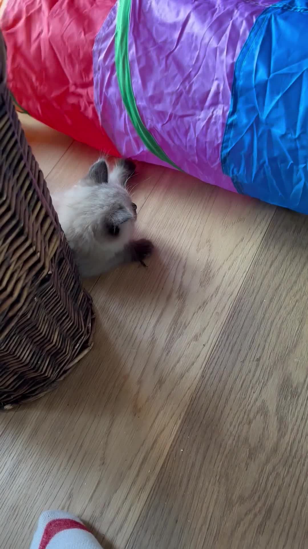 Ragdoll cats for sale: Cute Chocolate Ragdolls Ready Now - Video 1