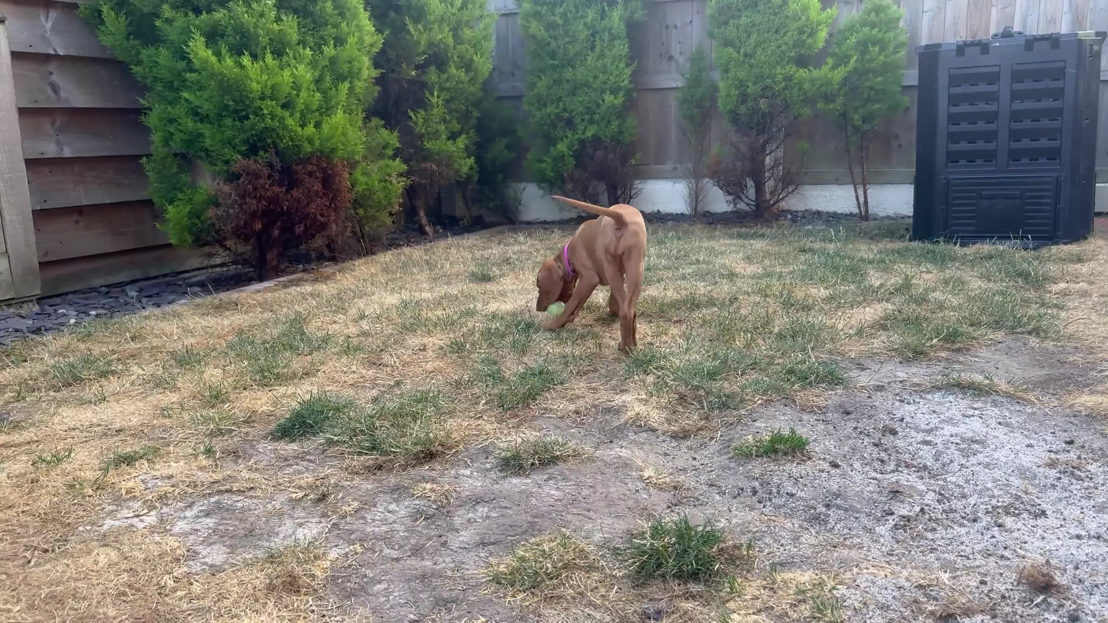 Hungarian Vizsla dogs for sale: Hungarian Vizslas - Video 4