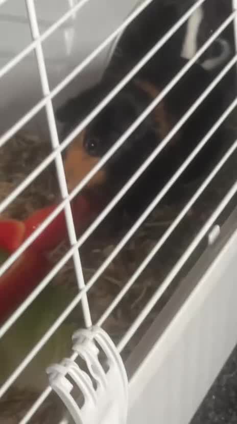 Guinea Pig rodents for sale: Guinea pigs in Birmingham - Video 1
