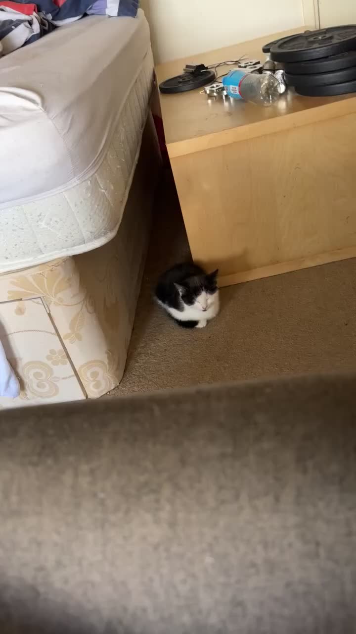 Mixed Breed cats for sale: Two beautiful boys ready for a new home  - Video 1