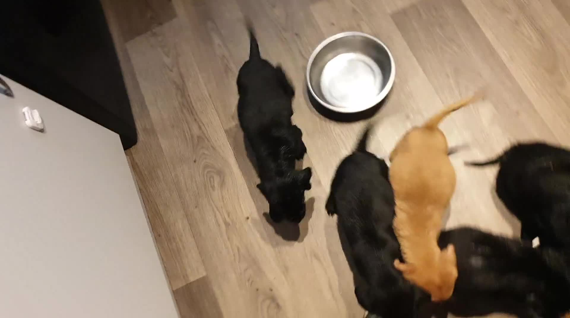 Labrador Retriever dogs for sale: litter of 11 kc reg lab retrievers 10weeks old - Video 1