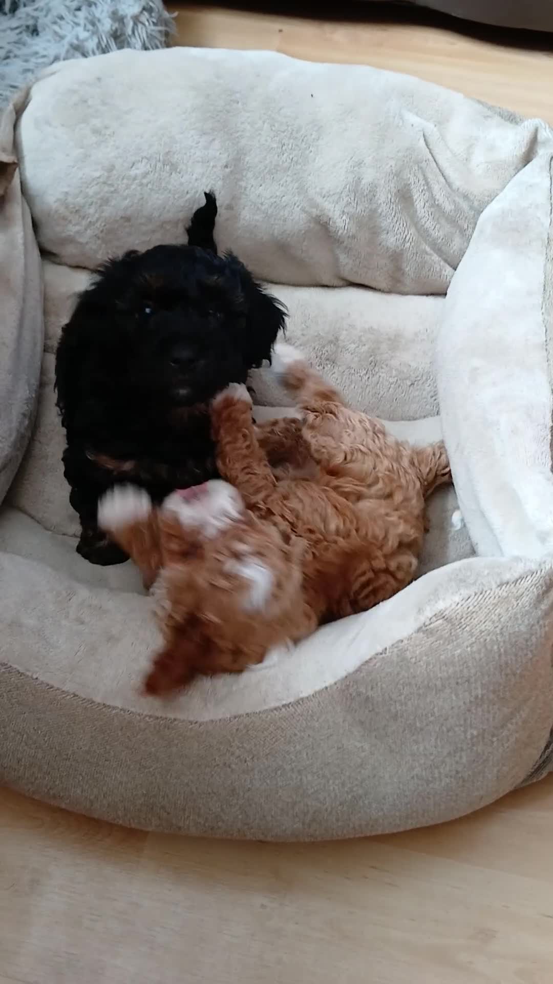 Cavapoo dogs for sale: Cavapoo Puppy in Gosport - Video 1