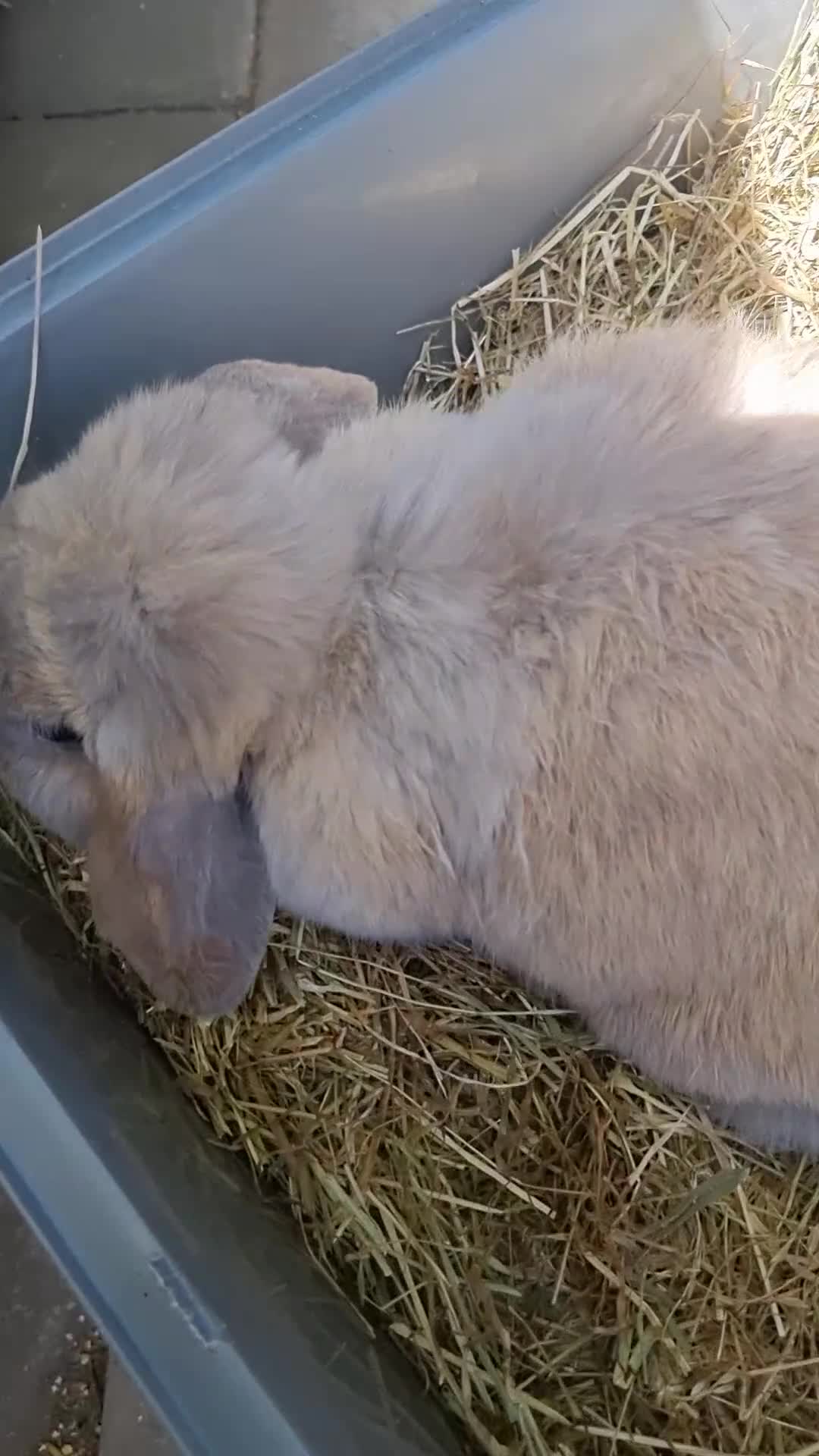 Mini Lop rabbits for sale: 2 lovely Rabbits for sale - Video 1