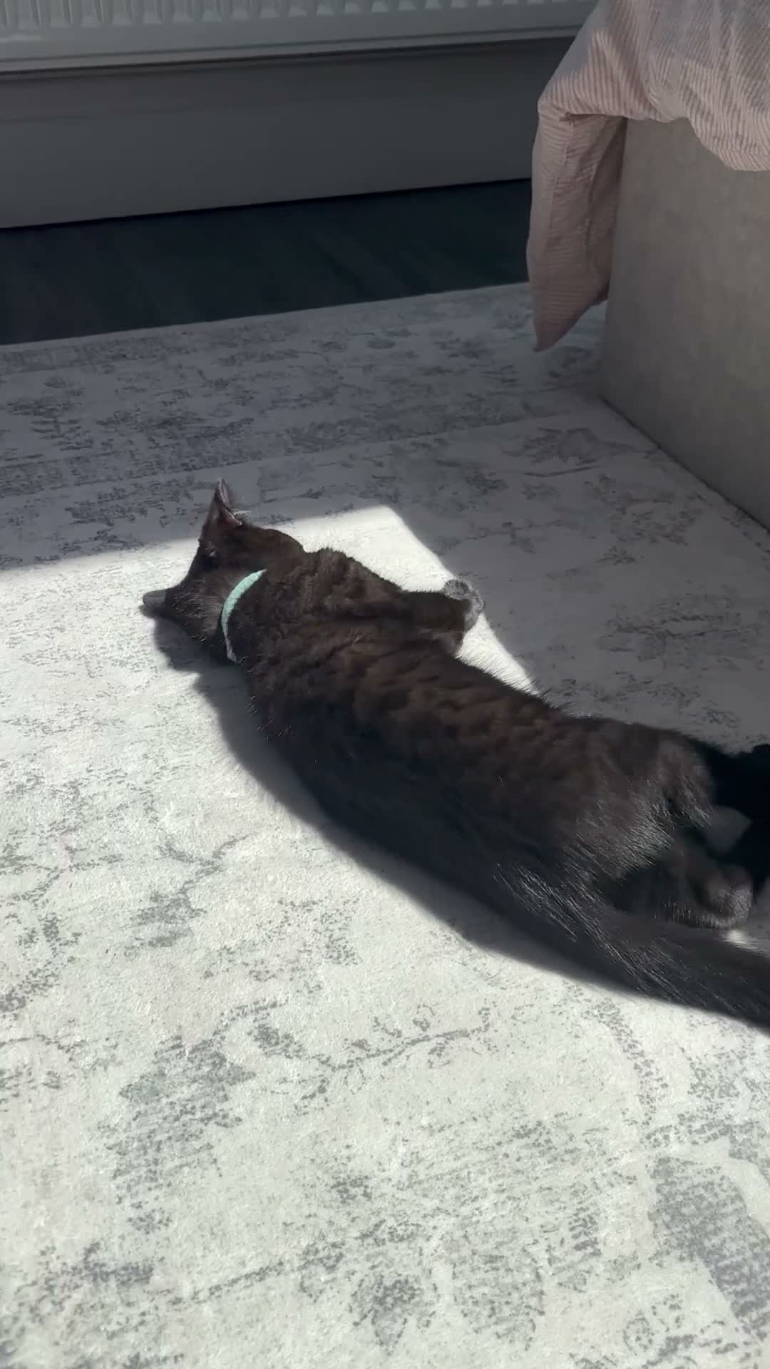 Bengal cats for sale: Young Black bengal  in Bristol - Video 2