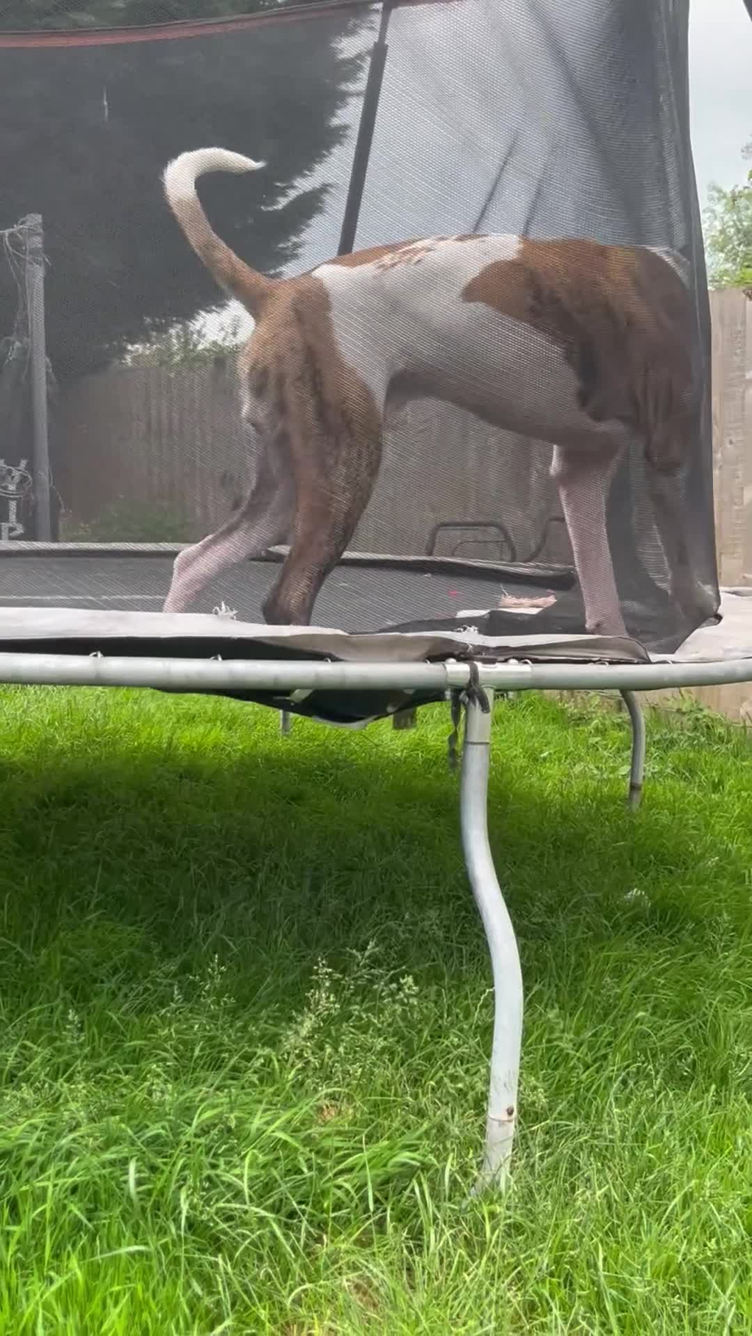 Mixed Breed dogs for sale: American bulldog x English bull terrier  - Video 2
